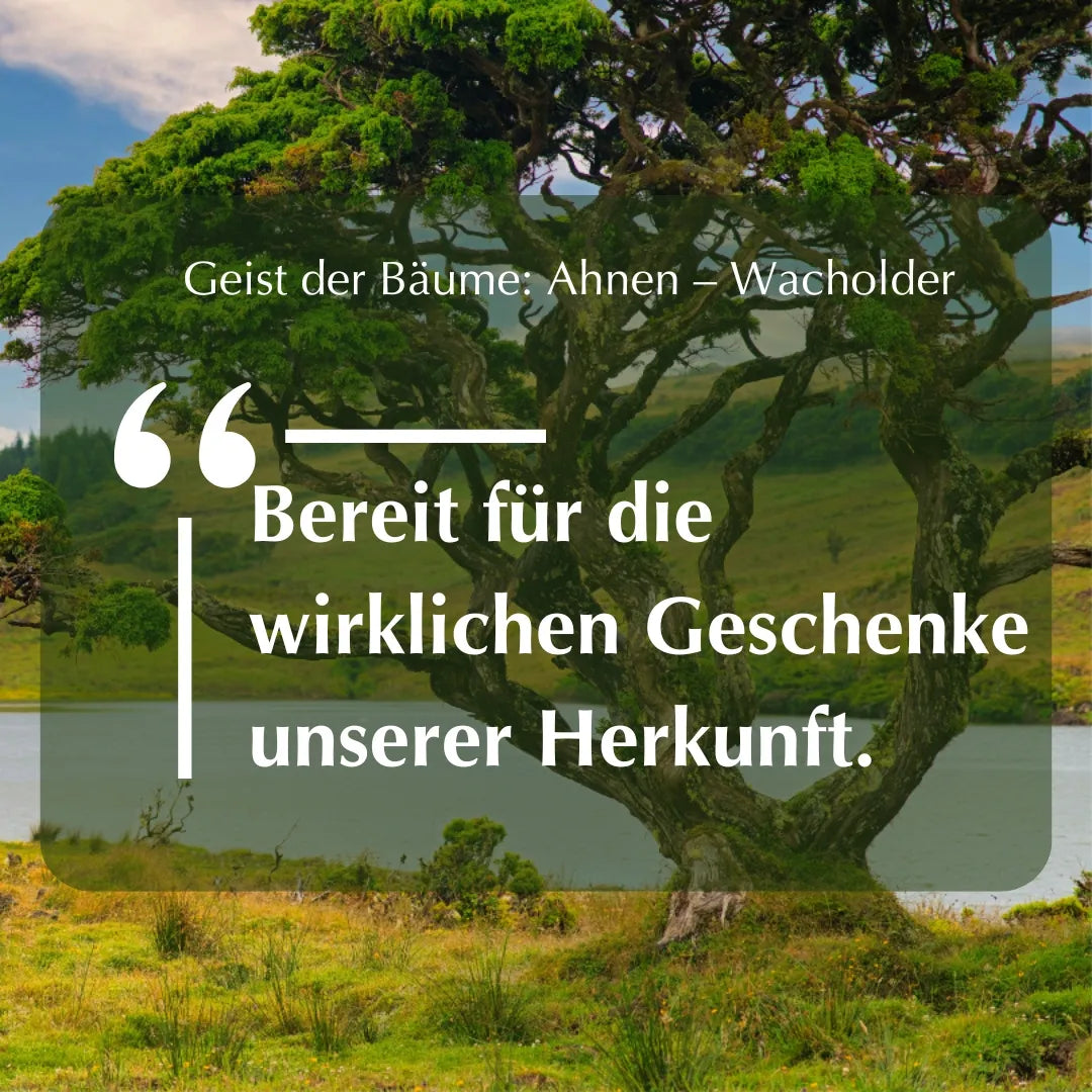 Inspirierendes Zitat "Bereit für die wirklichen Geschenke unserer Herkunft." vor Wacholderbaum, zum Thema Ahnen.