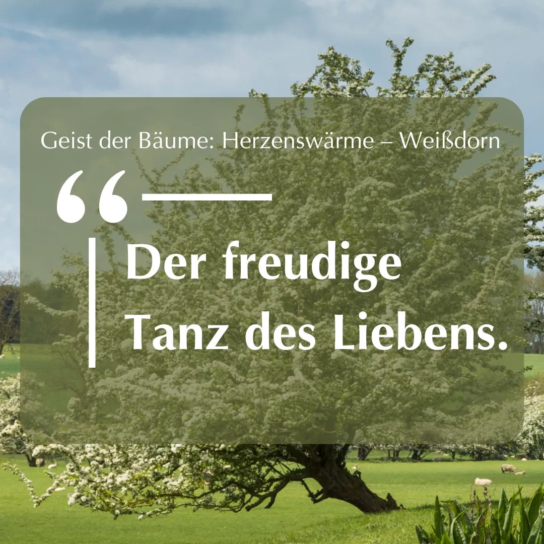 Inspirierendes Zitat "Der freudige Tanz des Liebens." vor blühendem Weißdornbaum, zum Thema Herzenswärme.