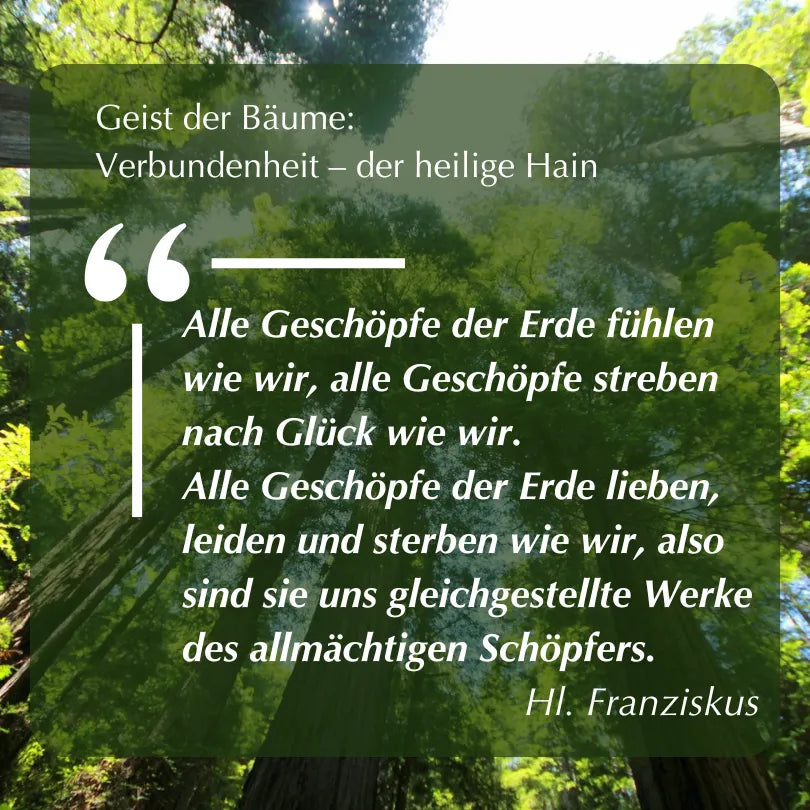 Zitat von Hl. Franziskus über die Verbundenheit aller Geschöpfe vor Waldhintergrund, zum Thema "Heiliger Hain".
