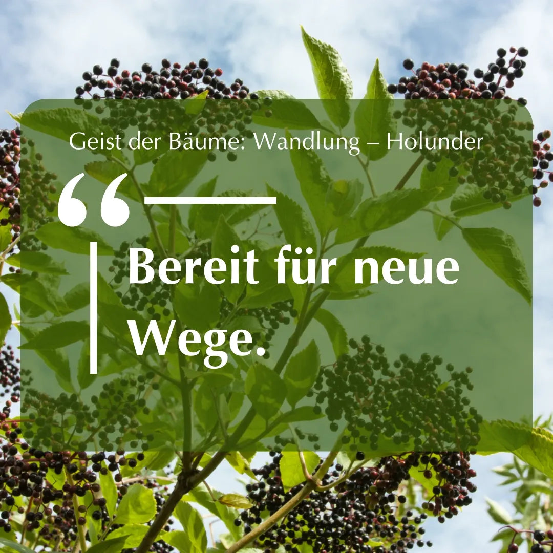 Inspirierendes Zitat "Bereit für neue Wege." vor Holunderbusch mit Beeren, zum Thema Holunder & Wandlung.