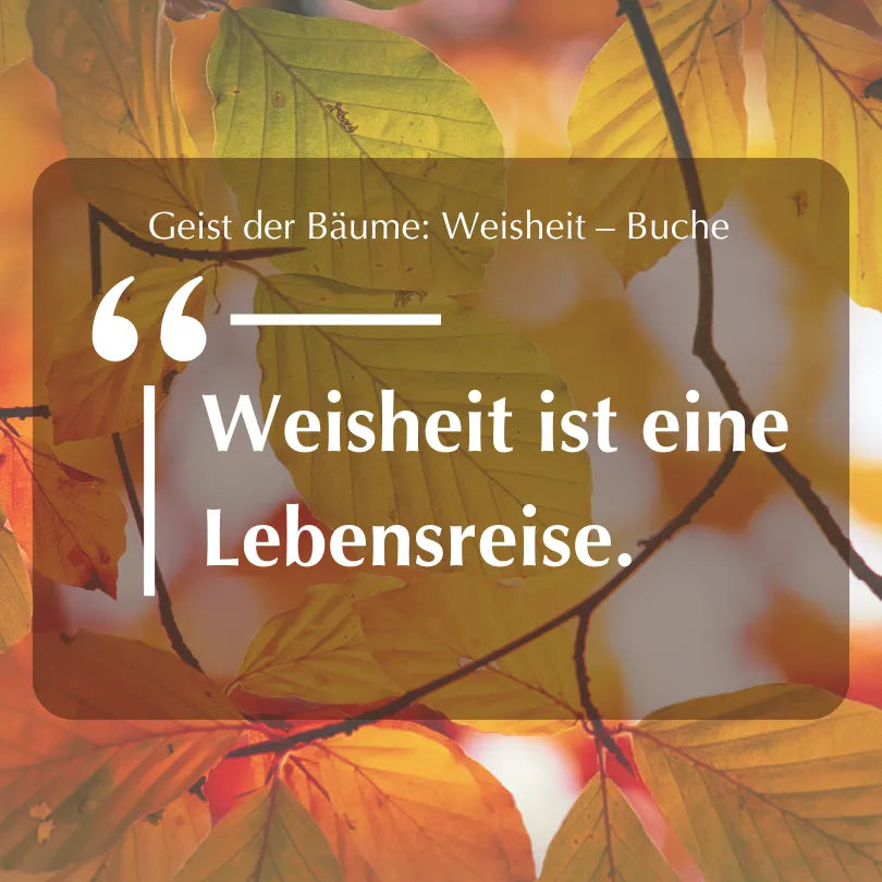 Inspirierendes Zitat "Weisheit ist eine Lebensreise." vor Buchenwald, zum Thema Buche & Weisheit.
