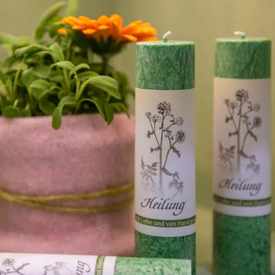 Grüne Allgäuer Heilkräuterkerzen "Heilung" neben einer Pflanze, für Regeneration und Gleichgewicht.