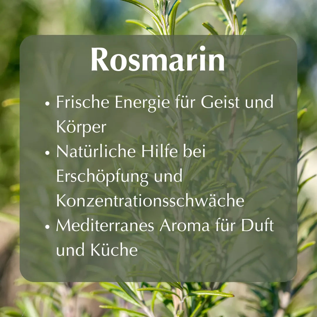 Rosmarin: Frische Energie für Geist und Körper, Hilfe bei Erschöpfung und Konzentrationsschwäche.