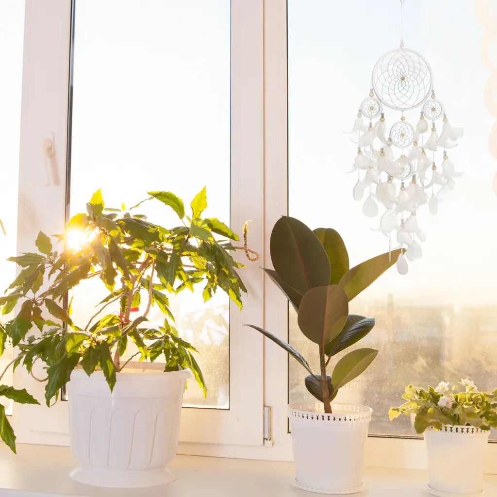 Weißer Traumfänger mit Federn und Muscheln hängt am Fenster, umgeben von Pflanzen.