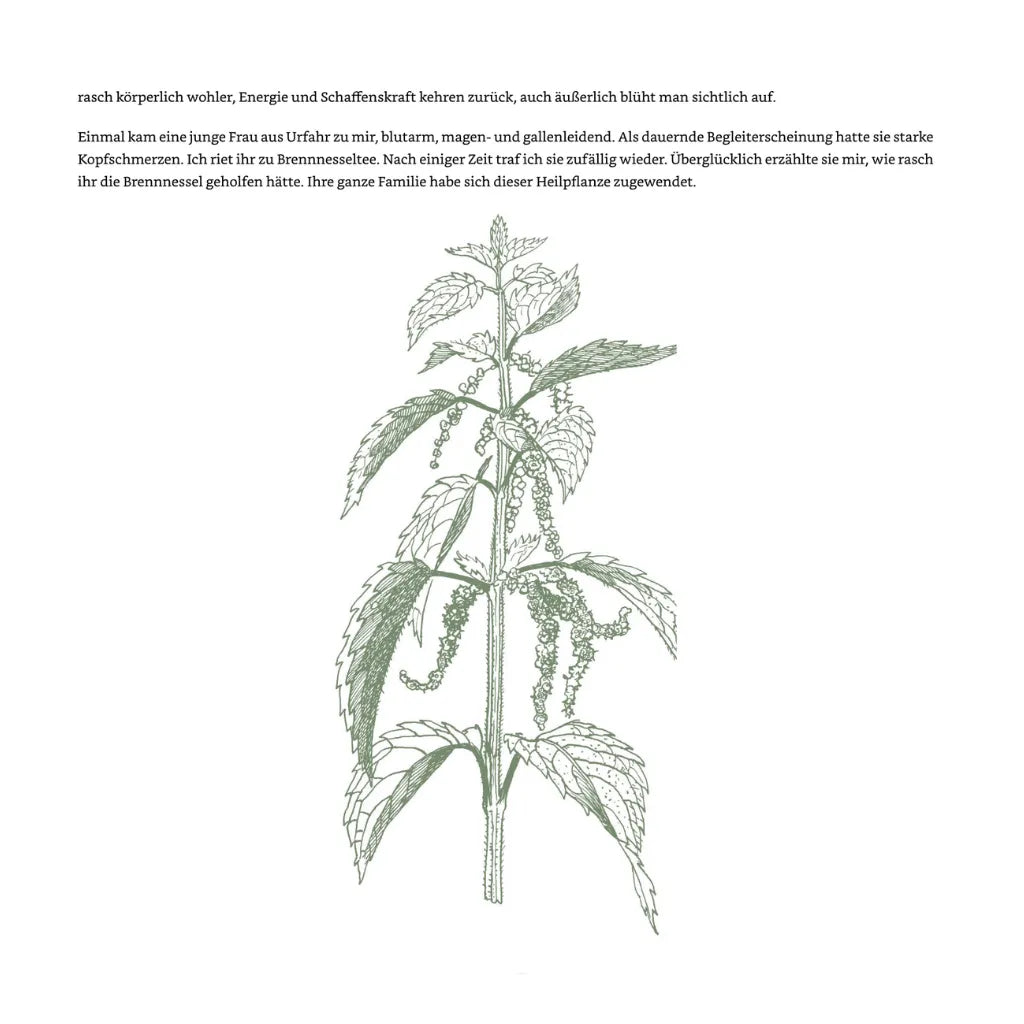 Maria Treben Gesundheit Apotheke Gottes: Brennnessel Zeichnung, Heilpflanze. Kräuterbuch bei Sera Benia.