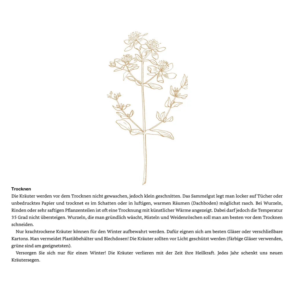 Maria Treben Gesundheit Apotheke Gottes: Heilkräuter trocknen, Lagerung. Kräuterkunde bei Sera Benia.