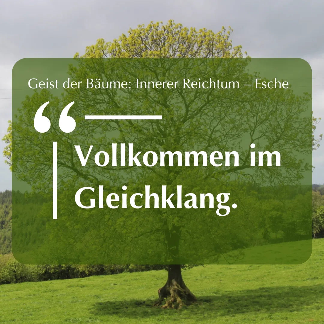 Inspirierendes Zitat "Vollkommen im Gleichklang." vor Eschenbaum, zum Thema Esche & innerer Reichtum. 